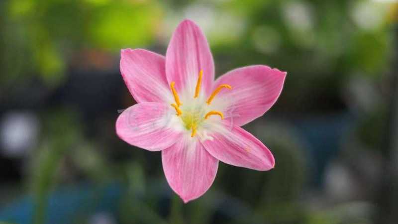 風(fēng)雨蘭不開花是什么原因