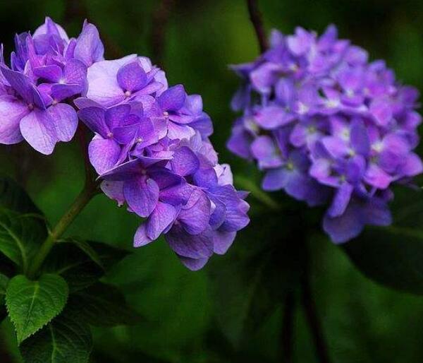 繡球花幼苗移栽