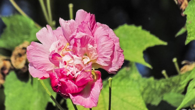 芙蓉花怕曬太陽嗎