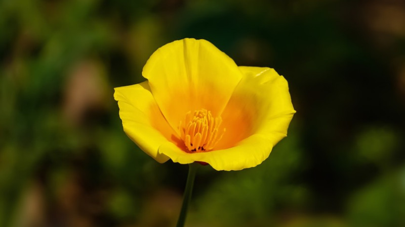 花菱草種子怎么種