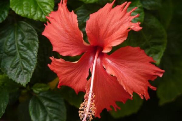 桑葉牡丹如何養才開花