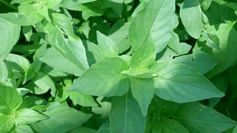 荊芥和九層塔是一樣的嗎