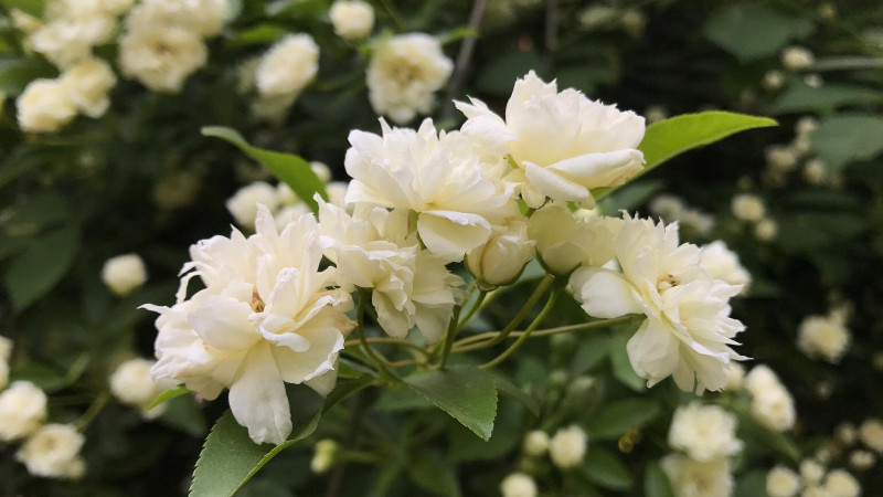 木香花怎么牽引