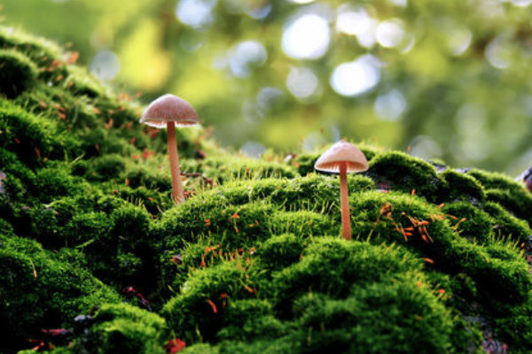 苔蘚和青苔的區別