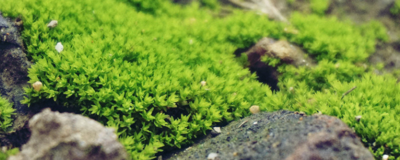 苔蘚種子怎么種植方法