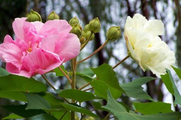 怎么用芙蓉花葉繁殖