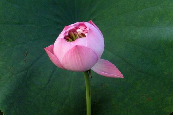 水芙蓉葉子邊緣發黃