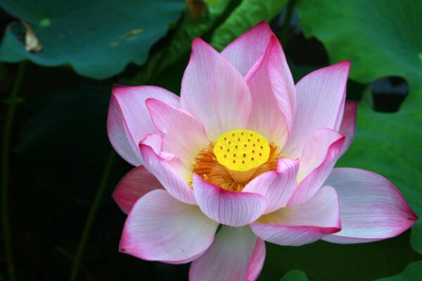 水芙蓉怎樣過冬