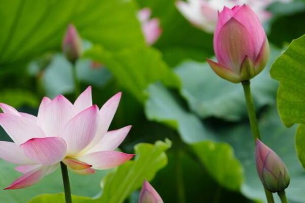 水芙蓉怎樣過冬