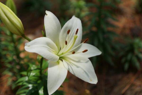 百合花葉燒病怎么辦