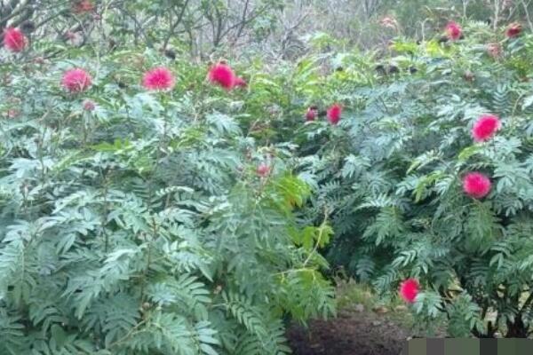 紅絨球和朱纓花的區別