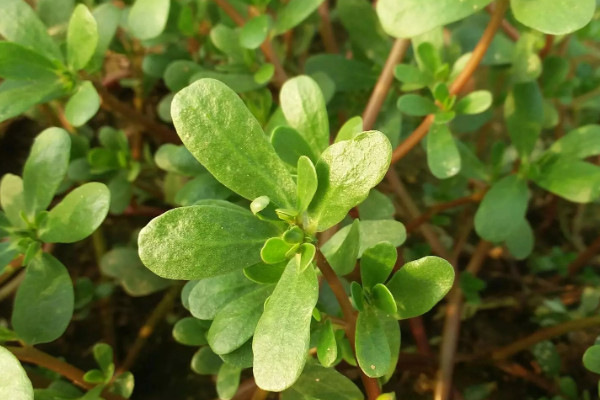 馬齒莧樹怎么栽