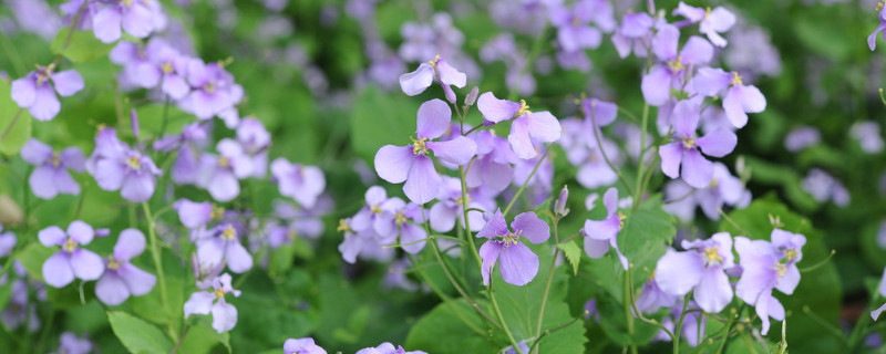 諸葛菜是什么花