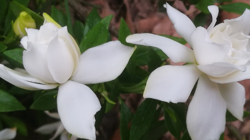 夏天怎樣養小葉梔子花