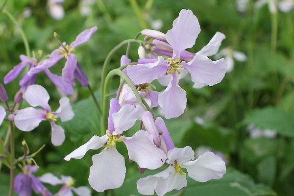 諸葛菜什么時候開花