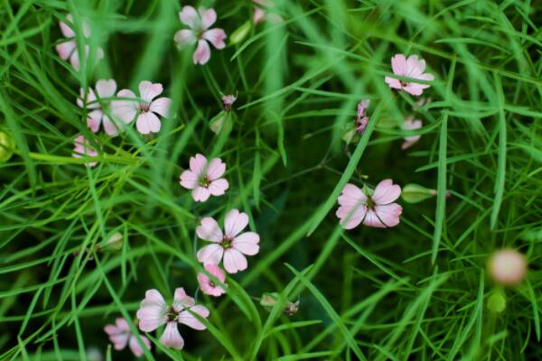 麥藍菜怎么打頂