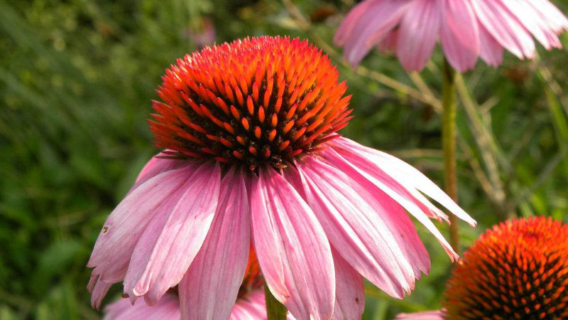 怎樣養松果菊