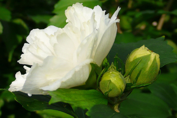 白色扶桑花花語