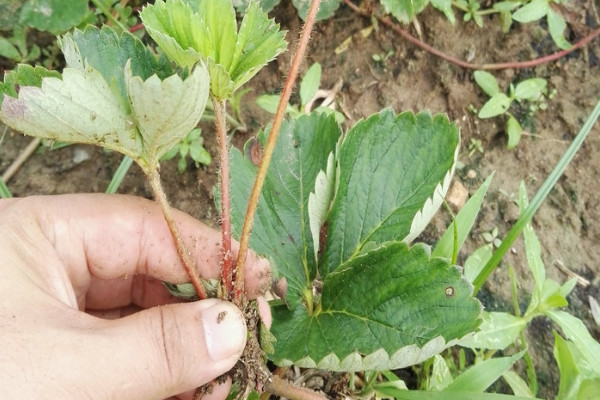 草莓苗怎么種植和澆水