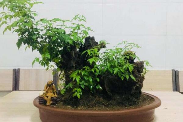 黃荊盆景寓意