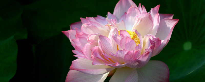 水芙蓉葉子黃了怎么辦