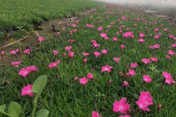 歐石竹種植技術