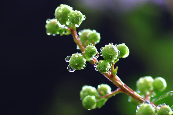 紫薇花枝條怎么水培