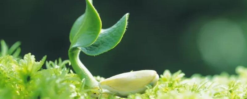 發芽后的種子怎么播種