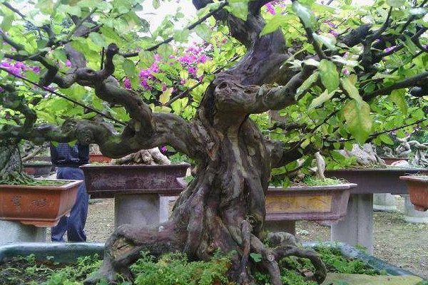 雀梅盆景種植技術