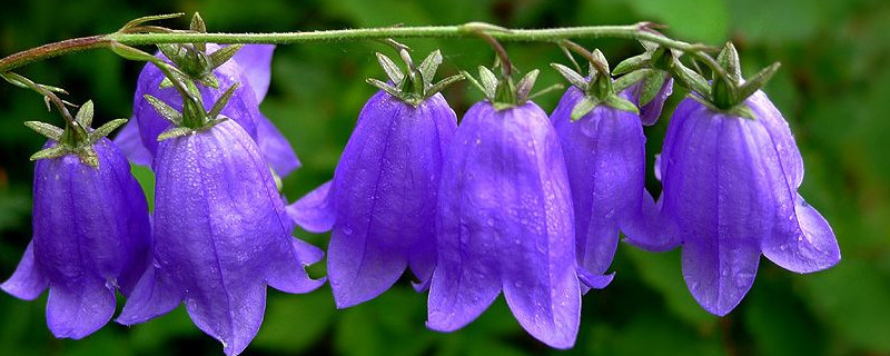 開過花的風鈴花怎么辦