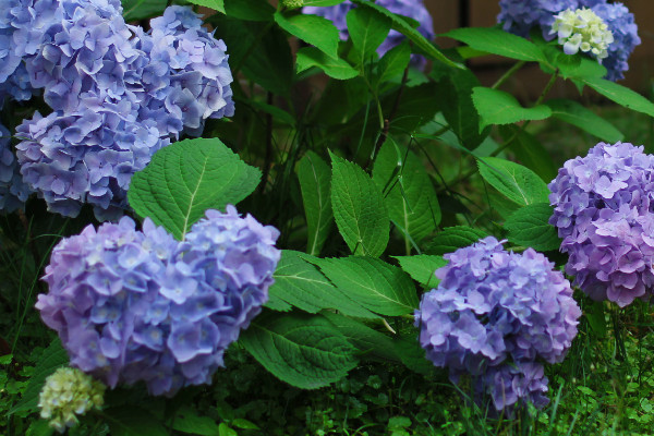 無盡夏怎么快速開花