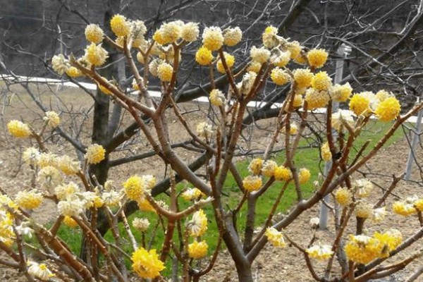 結香花怎么分株