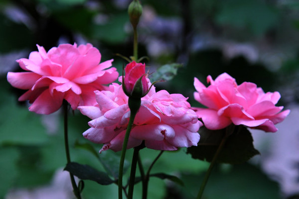 月季開過花怎么處理