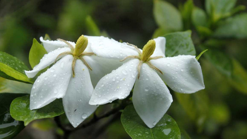 梔子花種子種植方法