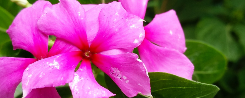 長春花種子發芽后如何養護