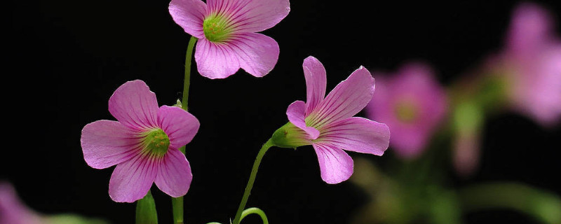 三葉草開花后怎么養(yǎng)殖