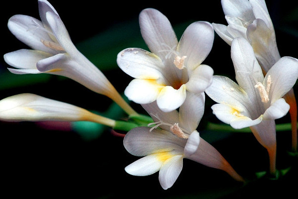 香雪蓮開花后怎樣養(yǎng)