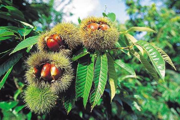 板栗樹怎樣種植技術