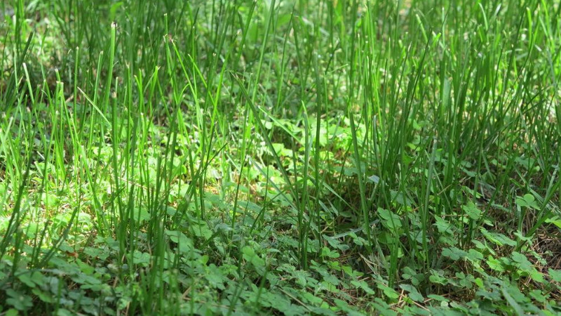 小草怎樣繁殖