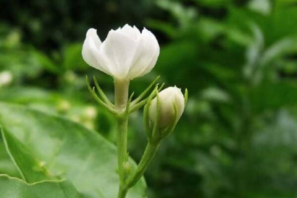 催茉莉開花用什么藥