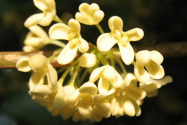 桂花積水怎么辦