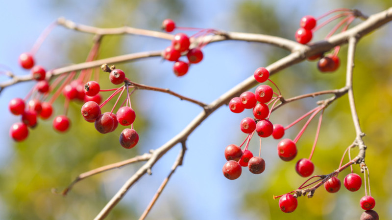 紅豆鮮花怎么養(yǎng)