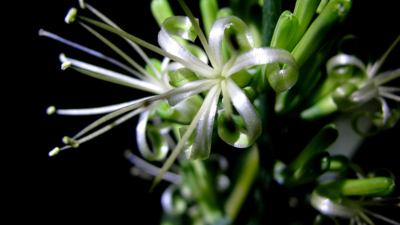 虎皮蘭開花如何授粉