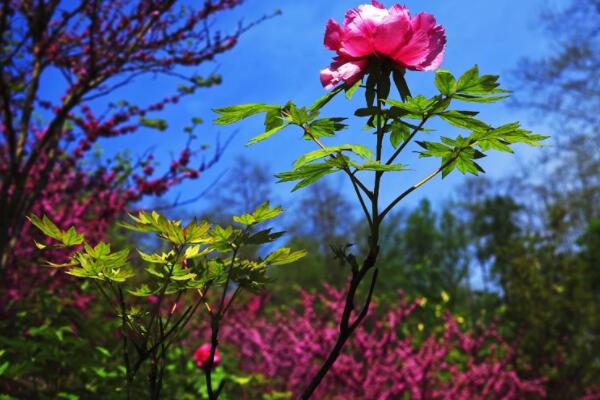 扶桑花與四季牡丹區(qū)別