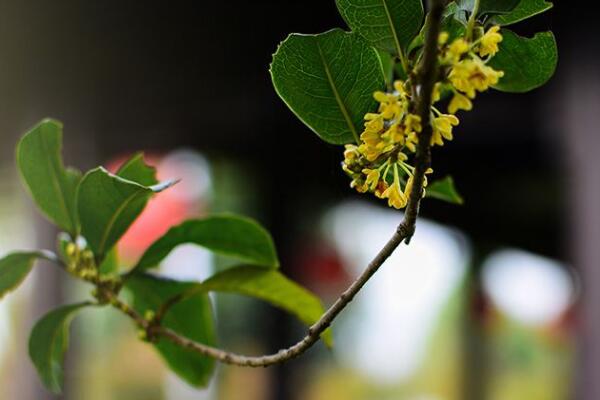 桂花蔫了怎么回事