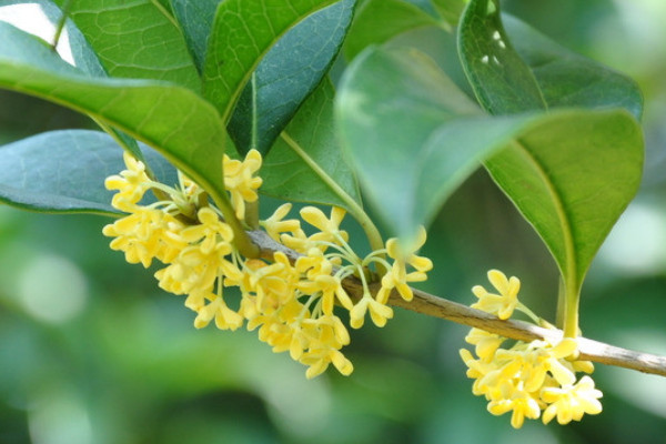 桂花枯黃是怎么回事