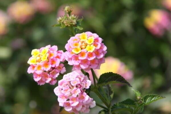 小菊花怎么養殖方法