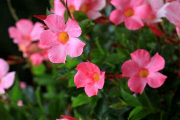 飄香藤怎么養開花多