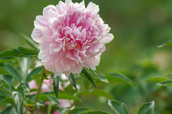 芍藥真假怎么識別