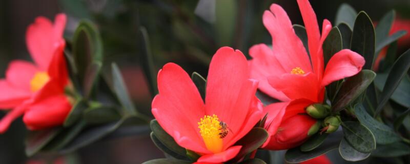 四季紅山茶怎么養